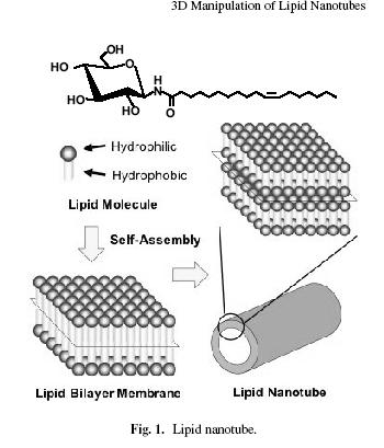 Νανοσωλήνες λιπιδίων Οι νανοσωλήνες λιπιδίων, κοίλοι κύλινδροι με εύρος 10-200 nm, έχουν προσελκύσει το ενδιαφέρον λόγω της