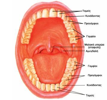 2 Στοματικι κοιλότθτα Φυςικά θ τροφι ειςζρχεται πρϊτα από το ςτόμα. Στο ςτόμα υπάρχουν 3 ςυντελεςτζσ που βοθκοφν ςτθν πζψθ: τα δόντια, το ςάλιο και θ γλϊςςα.