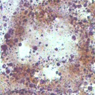 κύτταρα, σε σχέση µε τις αντίστοιχες παραµέτρους στα µεγάλου µεγέθους µύδια ( ιάγρ. 47). α β L L γ δ L L Εικόνα 31.