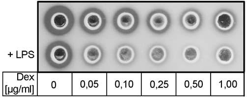 Слика 4.24. Утицај дексаметазона нa LPS-ом индуковану продукцију секретоване upa у RAW264.7 ћелијама.