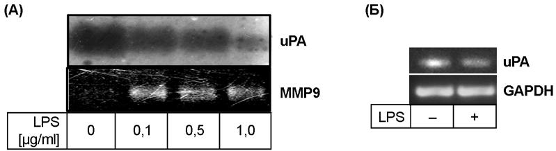 4.1. Утицај проинфламацијског фактора LPS на продукцију урокиназe у макрофагима 4.1.1. Ефекат LPS на продукцију upa и MMP9 у RAW 264.