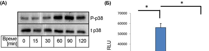 RT-PCR; GAPDH је представљао контролу (Б). Приказани су репрезентативни резултати једног од најмање три експеримента. За утврђивање капацитета којим LPS да активира MAPK у RAW264.