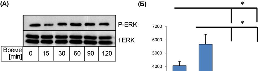 Даље је испитан утицај на ERK1/2 MAPK. Western blot анализа протеина RAW264.
