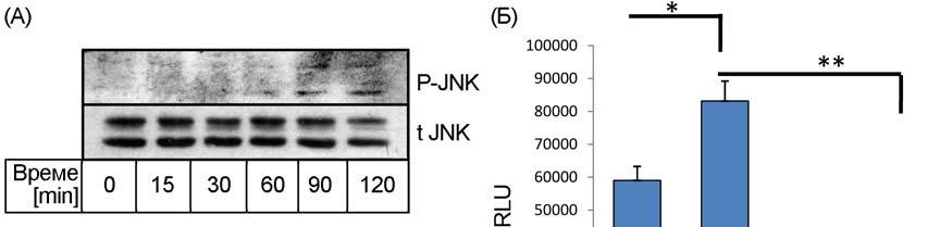 Овај сегмент истраживања је завршен испитивањем утицаја LPS нa JNK1/2 MAPK. Western blot анализа протеина RAW264.7 ћелија је показала да LPЅ активира JNK1/2 након 90 минута деловања (Слика 4.5. А).