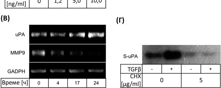 Укупна РНК је коришћена за RT-PCR са прајмерима за upa и MMP9; GAPDH је представљао контролу (Б).
