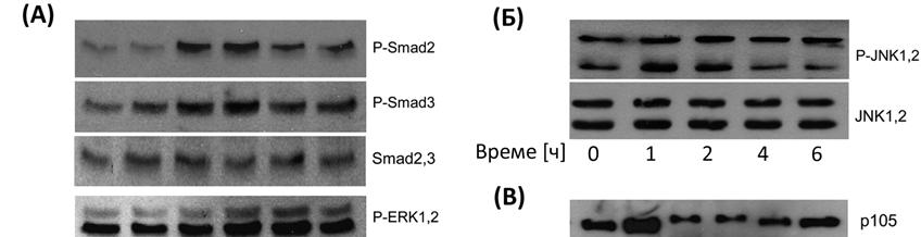 MAPK, анализирана на основу експресије сигналних молекула ERK1/2, p38, JNK1/2 je слабије изражена у односу на Smad2 и 3 (Слика 4.7. А, Б).