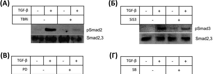 Резултати Western blot анализе су показали да TGF-β снажно активира Smad2 и Smad3 молекуле, који су без овог стимулуса били некативни.