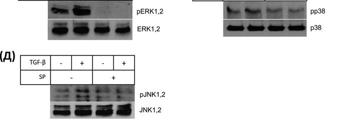 PD98059 је био најуспешнији у инхибицији како базалног, тако и TGFβ стимулисаног нивоа активације ERK1/2.