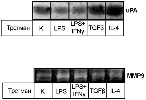 Продукција upa и MMP9 у супернатантима култура мишјих МФ након M1 односно М2 трансформације је одређена зимографијом.