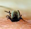 Lyme borelioza (LB) Lyme borelioza (LB) Povezana s genospecijesom koji uzrokuje bolest Borrelia afzelii: kožne manifestacije (ACA) Borrelia garinii: neuroborelioza Borrelia burgdorferi sensu stricto: