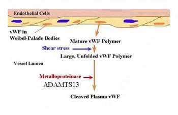 Εικόνα Α.5: Έκκριση του vwf από τα σωμάτια Weibel-Palade ενδοθηλιακών κυττάρων, μέσω της συστηματικής οδού. Α.4.2.