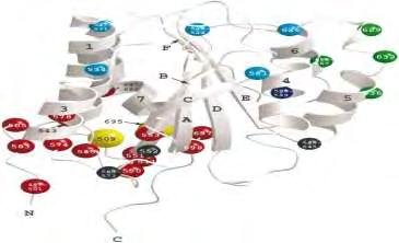 και δυο μη συνεχόμενες ανιοντικές πλευρικές ακολουθίες, οι οποίες περιέχουν θέσεις που έχουν υποστεί τροποποίηση μέσω γλυκοζυλίωσης με σιαλικό οξύ.