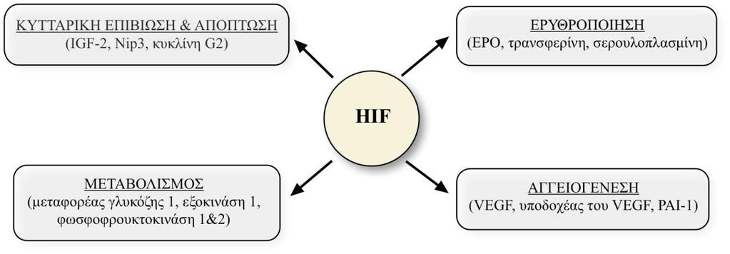 ιστών, διμερίζεται με τον ARNT και προσδένεται στα HREs. Ο ρόλος του όμως είναι σε μεγάλο βαθμό άγνωστος, αν και συνήθως θεωρείται αρνητικός ρυθμιστής των HIF-1α και HIF-2α.