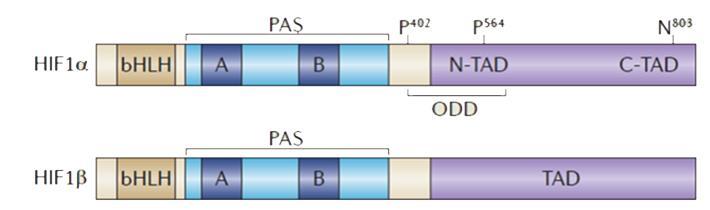 και 7 (Chachami et al. 2009) και το καρβοξυτελικό C-NLS (718-756) που αναγνωρίζεται από την ιμπορτίνη α.