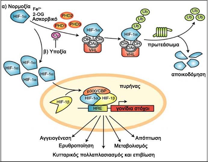 Εικόνα 3: Οξυγονο-εξαρτώμενη ρύθμιση του HIF-1α.