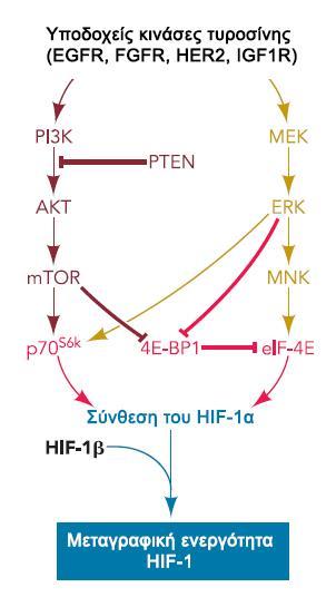 Εικόνα 4: Ρύθμιση της πρωτεϊνικής σύνθεσης του HIF-1α. Η πρόσδεση αυξητικών παραγόντων σε υποδοχείς κινάσες τυροσίνης ενεργοποιεί τη μεταγωγή σήματος μέσω των PI3K και MAPK.