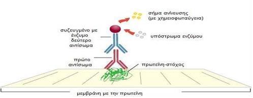 3.3.5. Ανίχνευση πρωτεϊνών με ενισχυμένη χημειοφωταύγεια Η ανίχνευση των πρωτεϊνών έγινε με τη μέθοδο της ενισχυμένης χημειοφωταύγειας.