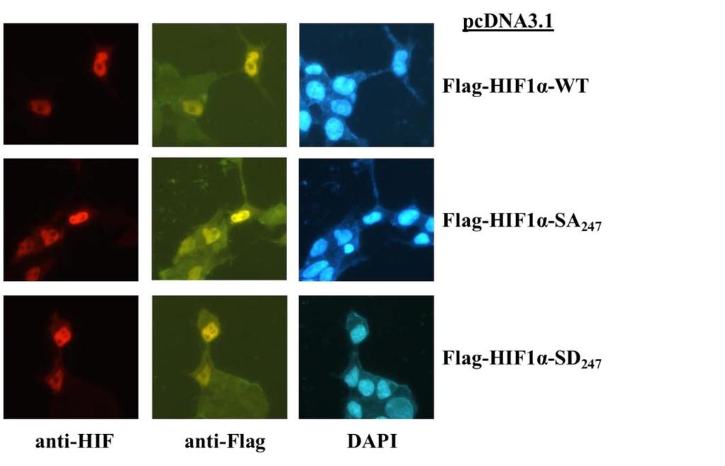 Εικόνα 23: Μικροσκοπία έμμεσου ανοσοφθορισμού με αντίσωμα έναντι του HIF-1α και με αντίσωμα έναντι του επίτοπου Flag σε κύτταρα HΕΚ293Τ.