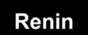 43 The Renin Angotensin System Angiotensin Receptor