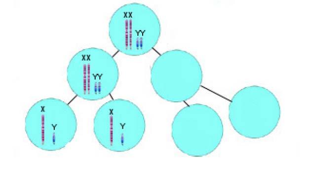 προκύψει σπερματοζωάριο με γενετική σύσταση Χ Α Υ, το οποίο γονιμοποίησε ένα φυσιολογικό ως προς τον αριθμό των χρωμοσωμάτων θηλυκό γαμέτη με γενετική σύσταση Χ α. γ. To σύνδρομο Klinefelter γεννήσεις σελ 96 σχολικό.