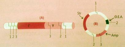 8 17. Τν πιαζκίδην (Β) ηνπ ζρήκαηνο πξφθεηηαη λα ρξεζηκνπνηεζεί σο θνξέαο θισλνπνίεζεο ηκήκαηνο DNA (A) πνπ πξνέξρεηαη απφ βαθηήξην θαη πεξηέρεη γνλίδην (Γ) θαη ηνλ ππνθηλεηή ηνπ (Υ).