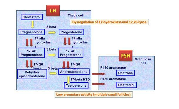 Εικόνα 4. Μερική αναστολή της δραστικότητας της 17-20 λυάσης σε σχέση με την 17-υδροξυλάση σε γυναίκες με PCOS. Αύξηση της αναλογίας 17OHP / A και μείωση της δράσης της αρωματάσης.