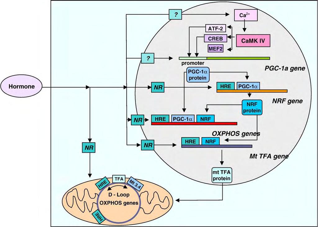 Ο συντονισμός της μεταγραφής γονιδίων της OXPHOS στα δύο κυτταρικά διαμερίσματα από τις ορμόνες, προέρχεται από τον πυρήνα, όπου το σύμπλοκο ορμόνης-υποδοχέα αλληλεπιδρά με τις αντίστοιχες HREs για