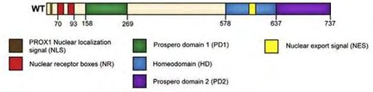Εικόνα 7: Οι λειτουργικές περιοχές του Prox1: η Ν-τελική περιοχή της πρωτεΐνης αποτελείται από δύο πυρηνικά boxes (NR), σήματα πυρηνικής τοποθέτησης (NLS) καθώς και την περιοχή Prospero 1 (PD1).