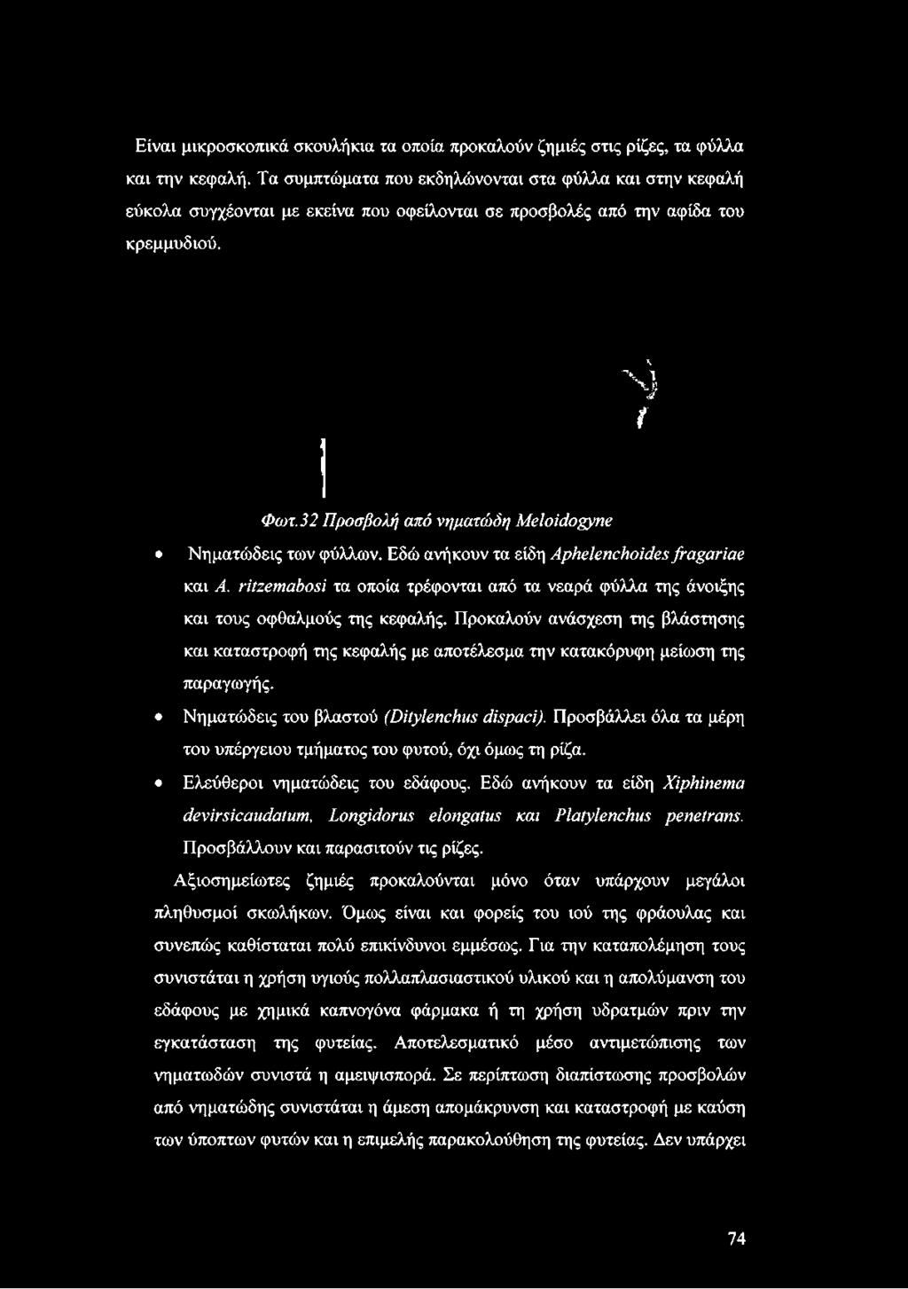 Προκαλούν ανάσχεση της βλάστησης και καταστροφή της κεφαλής με αποτέλεσμα την κατακόρυφη μείωση της παραγωγής. Νηματώδεις του βλαστού (Ditylenchus dispaci).