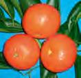 Μανταρινιά «Κλημεντίνη» Mandarin tree Η Κλημεντίνη (Citrus reticulata), Ο καρπός της είναι μεσαίου μεγέθους με σφαιρικό, πεπλατυσμένο σχήμα.