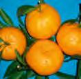 Μανταρινιά «Χιώτικη» Ντόπια Mandarin tree Το κοινό μεσογειακό μανταρίνι (Citrus deliciosa- Χιώτικο), έχει καρπούς που ωριμάζουν από το Δεκέμβριο μέχρι το Φεβρουάριο.