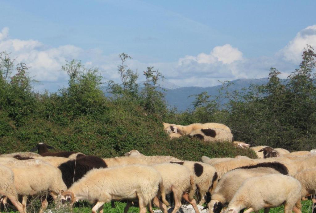 Εικόνα 5: Πρόβατα που βόσκουν στη θέση «Πλατός».