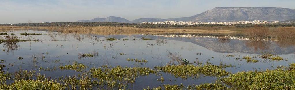 Εθελοντικό Πρόγραμμα Παρακολούθησης της ορνιθοπανίδας