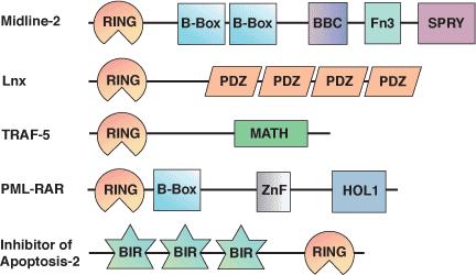 Protein domain / motif databases (2/2) Motif: A small structural element that is recognizable in several proteins. Length of 6-10 a.a. Domain: A part of a protein with specific structure which correspond to the family that belongs to the protein.