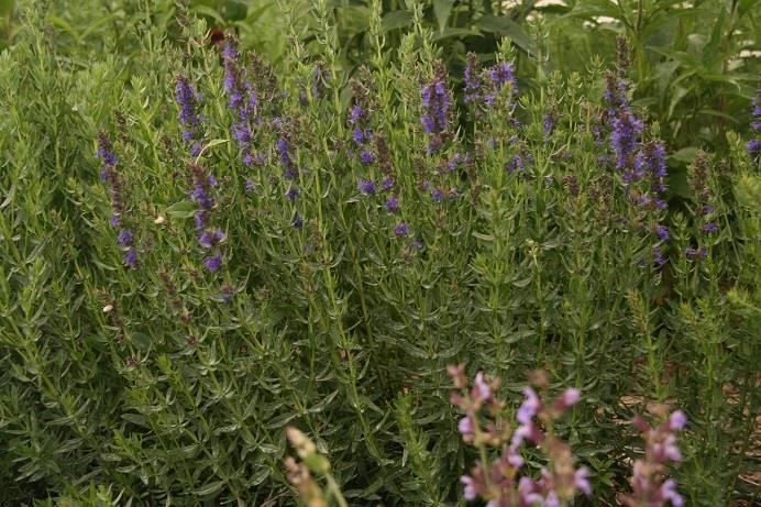 ΠΡΩΤΗ ΥΛΗ Η επιλογή των παραγωγών πρώτης ύλης έγινε με μεγάλη σχολαστικότητα.