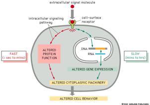 Oι αποκρίσεις σε εξωκυτταρικά σήματα μπορεί να είναι ταχείες ή βραδείες εξωκυττάριο σηματοδοτικό μόριο ενδοκυττάρια σηματοδοτική αλληλουχία μεμβρανικός υποδοχέας ΓΡΗΓΟΡΕΣ ΑΠΟΚΡΙΣΕΙΣ