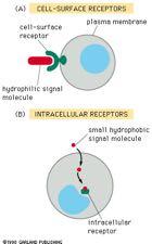 Oι υποδοχείς των σημάτων βρίσκονται είτε στην επιφάνεια του κυττάρου είτε ενδοκυτταρικά ΥΠΟΔΟΧΕΙΣ ΤΗΣ ΕΠΙΦΑΝΕΙΑΣ ΤΟΥ ΚΥΤΤΑΡΟΥ επιφανειακός