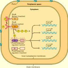 Το βακτηριακό σύστημα μεταγωγής σήματος δύο συστατικών Πορίνη περιπλασμικός χώρος Κυτταρόπλασμα Αισθητήρια κινάση PhoR (ανενεργή) Αισθητήρια