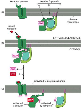 Eνεργοποίηση G πρωτεϊνών - 2 υποδοχέας ανενεργός G πρωτεΐνη σηματοδοτικό μόριο κυτταρική μεμβράνη ΕΞΩΚΥΤΤΑΡΙΟΣ