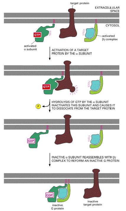 Mεταβίβαση σήματος και απενεργοποίηση των G πρωτεϊνών πρωτεΐνη-στόχος ΕΞΩΚΥΤΤΑΡΙΟΣ ΧΩΡΟΣ ενεργοποιημένη υπομονάδα α ΚΥΤΤΑΡΟΠΛΑΣΜΑ ενεργοποιημένο σύμπλοκο βγ ΕΝΕΡΓΟΠΟΙΗΣΗ υπομονάδων ΠΡΩΤΕΪΝΗΣ-ΣΤΟΧΟΥ
