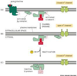 Oρμονικά επαγόμενη διάνοιξη διαύλων K + & G πρωτεΐνες ακετυλοχολίνη κλειστό κανάλι Κ+ ενεργοποιημένο σύμπλοκο υπομονάδων βγ ΕΞΩΚΥΤΤΑΡΙΟΣ ΧΩΡΟΣ