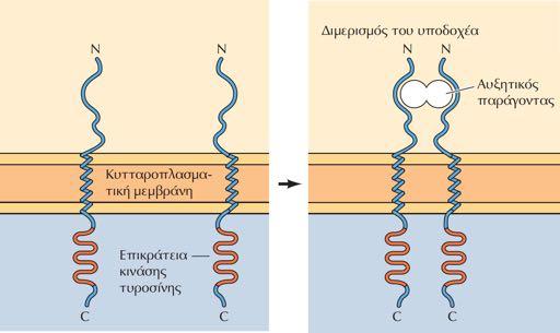 Διμερισμός και αυτοφωσφορυλίωση των