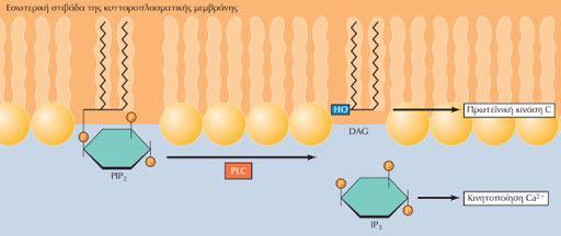 Υδρόλυση της PIP2 (4,5 διφωσφορικής