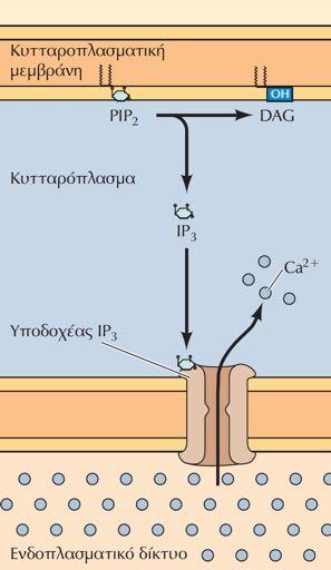 Η IP3 (1,4,5 τριφωσφορική