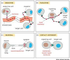 Mορφές κυτταρικής σηματοδότησης ΕΝΔΟΚΡΙΝΗΣ ενδοκρινές κύτταρο υποδοχέας ΠΑΡΑΚΡΙΝΗΣ σηματοδοτικό κύτταρο ΟΡΜΟΝΗ κύτταραστόχοι κυκλοφορία αίματος ΤΟΠΙΚΟΣ ΣΗΜΑΤΟΔΟΤΗΣ
