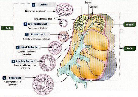 Lateral Surface/Domain.2 السطح/المجال.