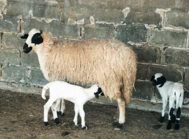 Προβατοτροφία (και αιγοτροφία): Πώς μπορεί να ενισχυθεί