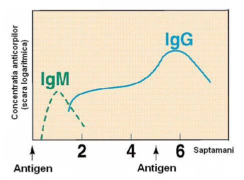 Imunoglobuline Distribuţie & Rol Tip Ig Distribuţie Rol IgA IgM IgG IgD IgE Tract intestinal Secreţii mucoase Plasmă Plasmă Lichid interstiţial Fixate pe membrana limfocitelor?