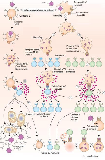 Schema simplificată a răspunsului imun 1. Patogenul (ex. virus) este captat de celulele prezentatoare de antigen şi degradat proteolitic 2.