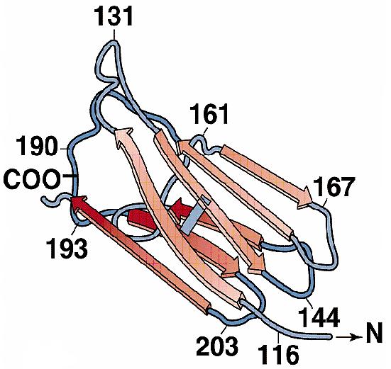 Imunoglobuline Structura Structura primară NH 2 1 Regiuni hipervariabile variabila V L NH 2 1 variabila V H constanta C L constanta C H 1 k λ 2Tipuri 220 COOH Lanţ usor light = L Oligozaharid